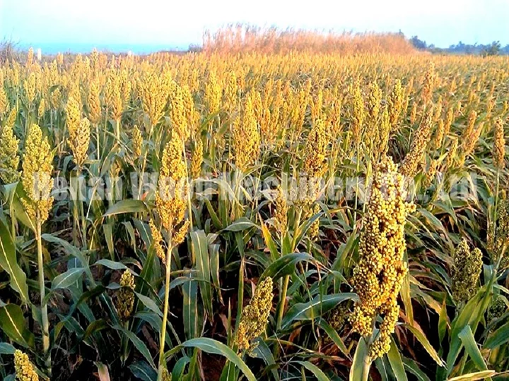 Sorgo