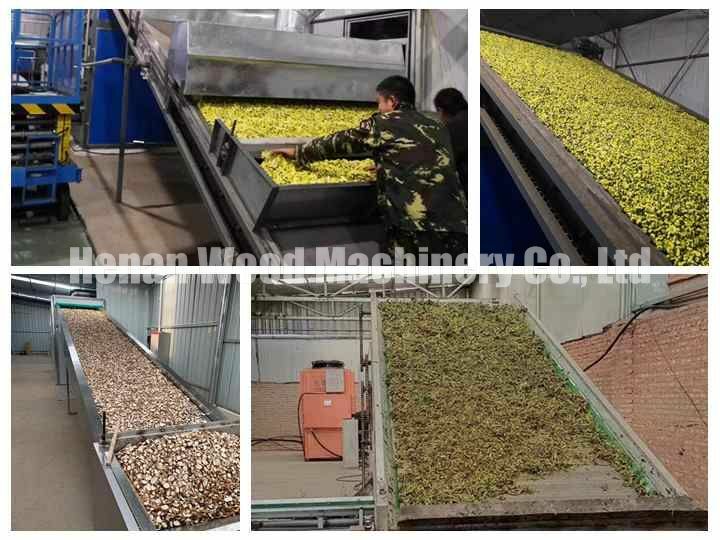 The drying scene of honeysuckle,chrysanthemum and traditional chinese medicine